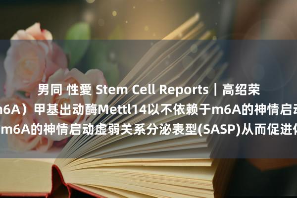 男同 性愛 Stem Cell Reports｜高绍荣团队揭示N6-甲基腺苷（m6A）甲基出动酶Mettl14以不依赖于m6A的神情启动虚弱关系分泌表型(SASP)从而促进体细胞重编程